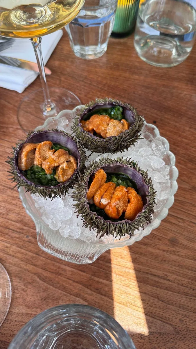 Sea Urchin