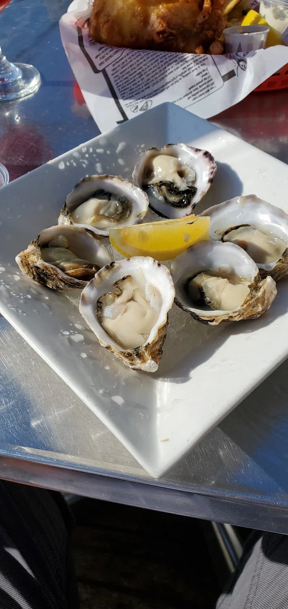 Oysters