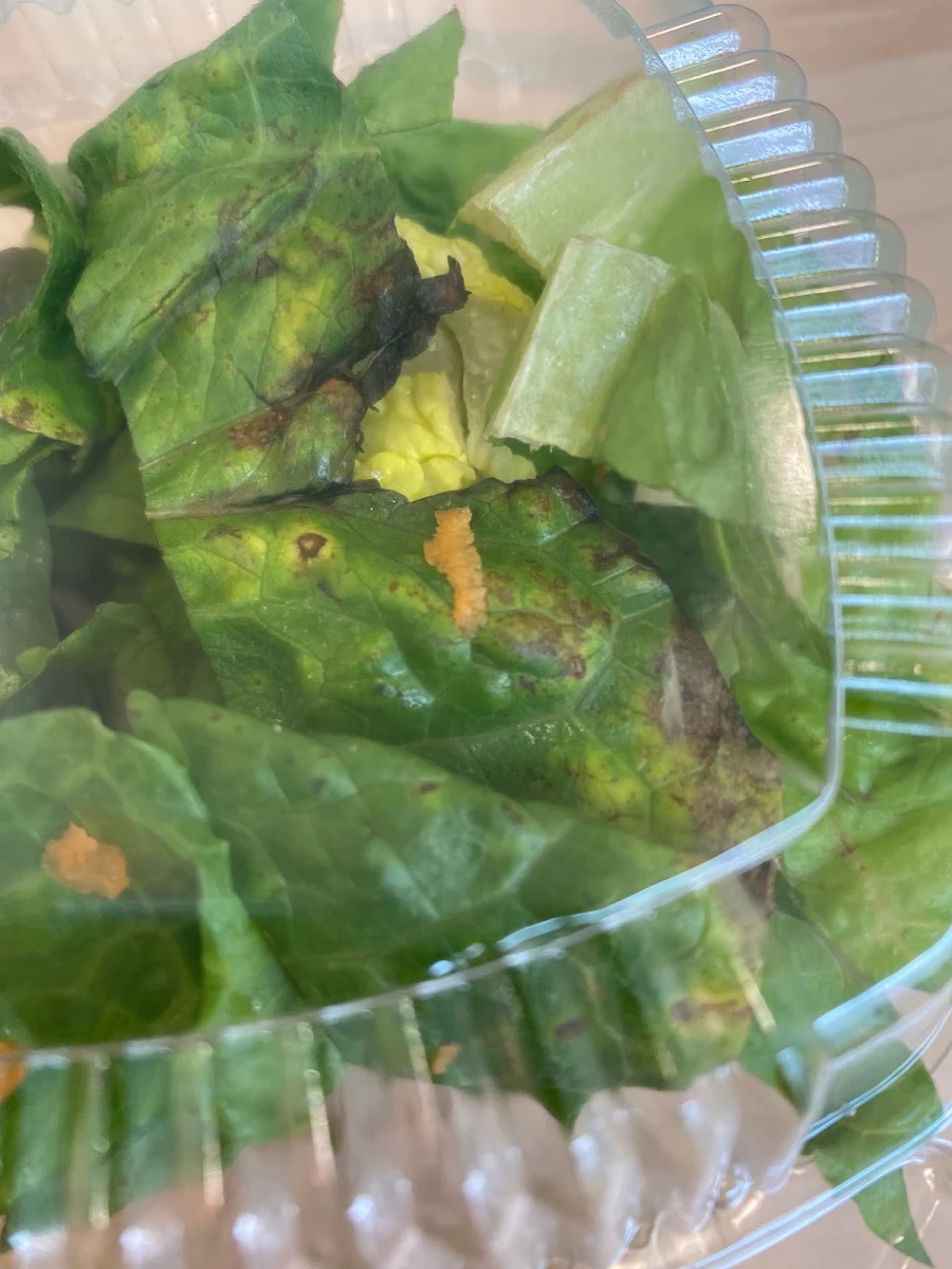 Elm Green Salad