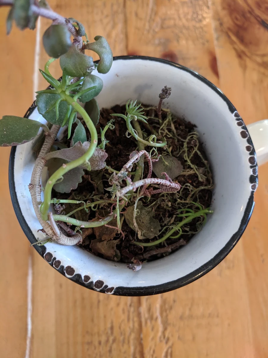 Table Decor