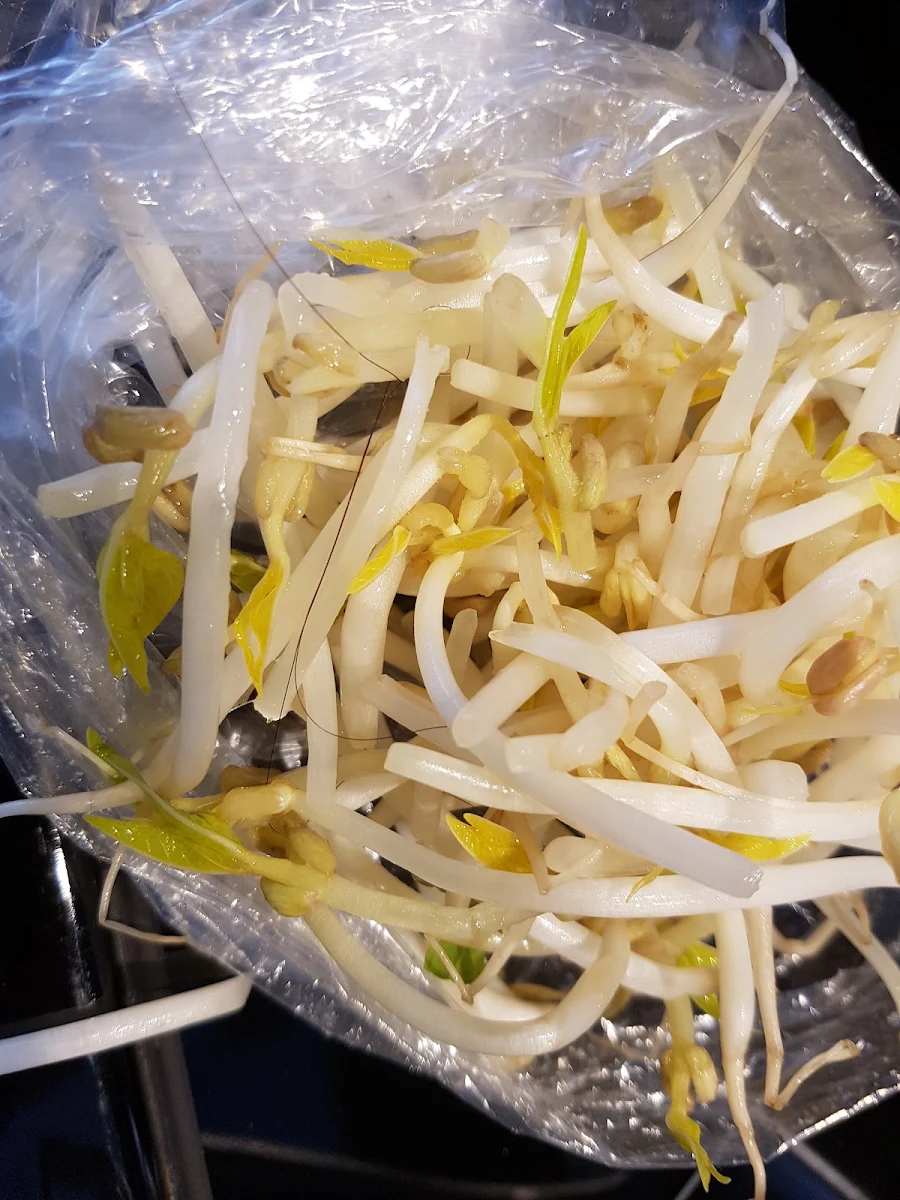 Hair in Bean Sprouts