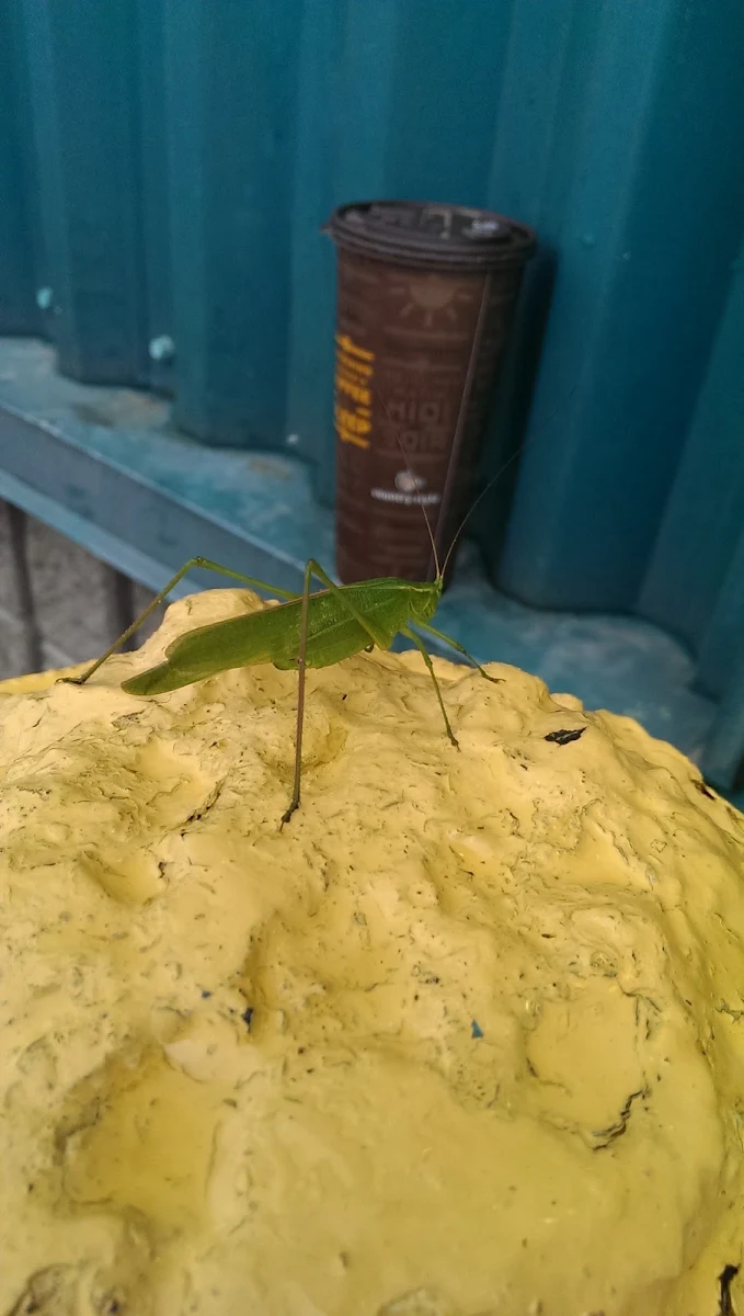Praying Mantis Stew Chicken