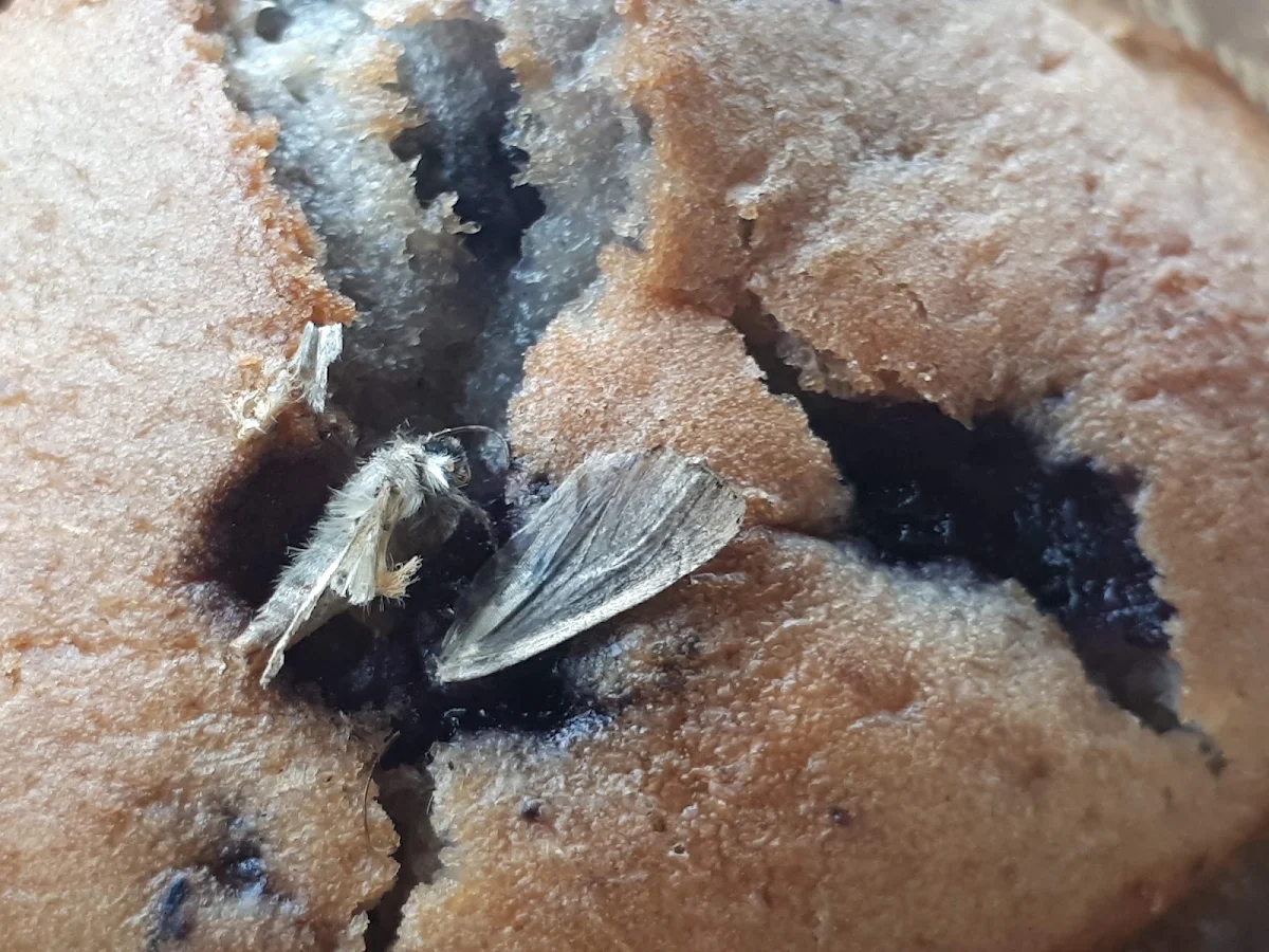 Blueberry Muffin with Extra Protein Gross
