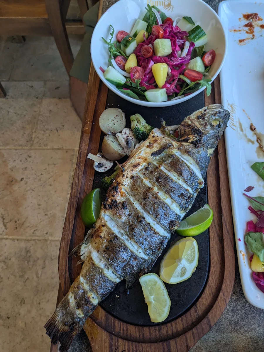 Sea Bass Sish