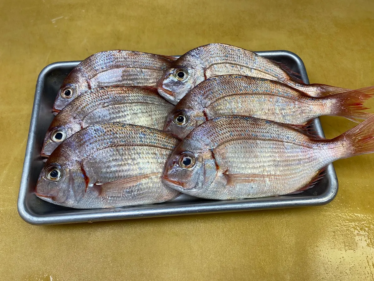 Kurodai Sea Bream