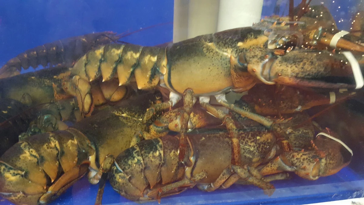 Live Lobster