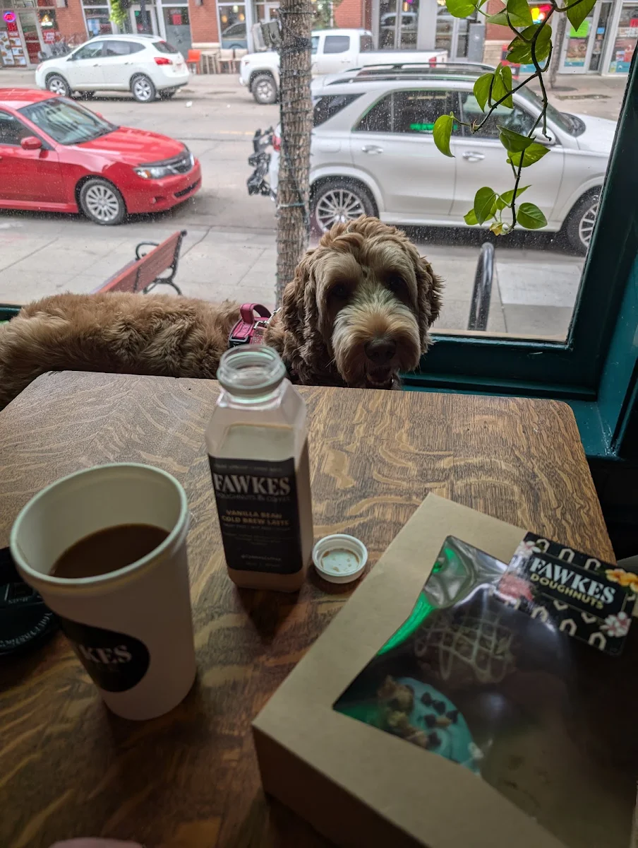Iced Vanilla Latte and Dog