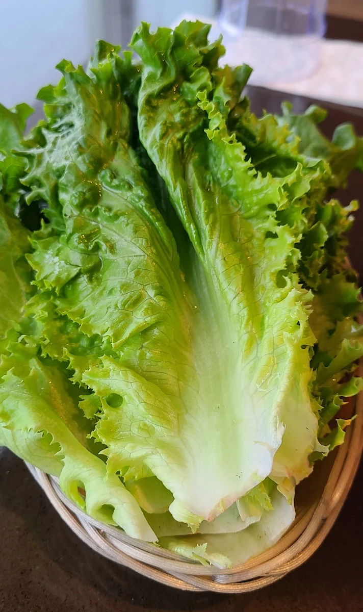 Lettuce, Mon Ami St-Laurent