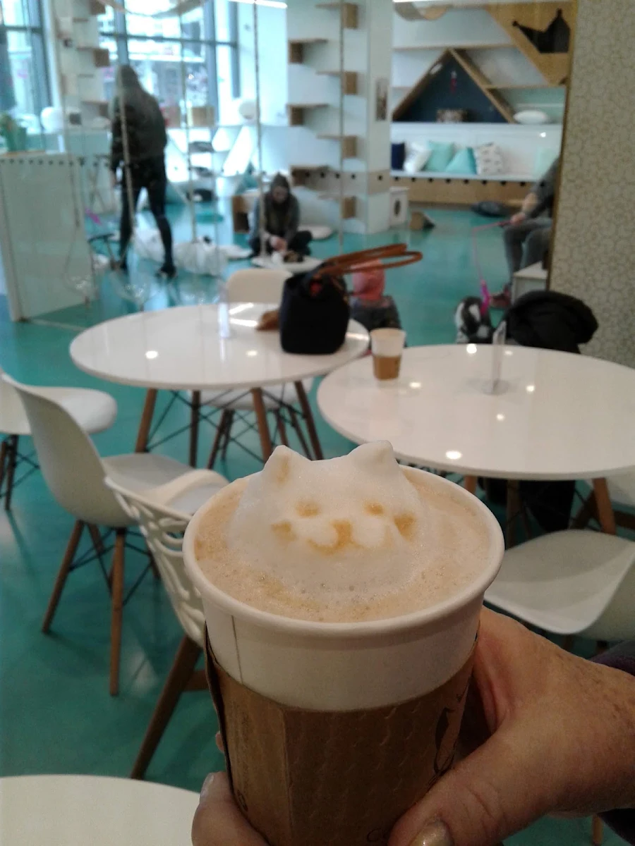 Cat Cappuccino