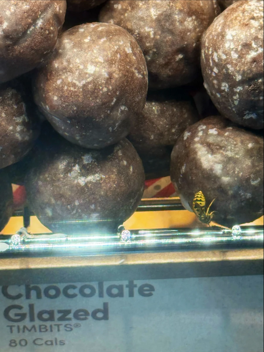 Chocolate Glazed Timbit