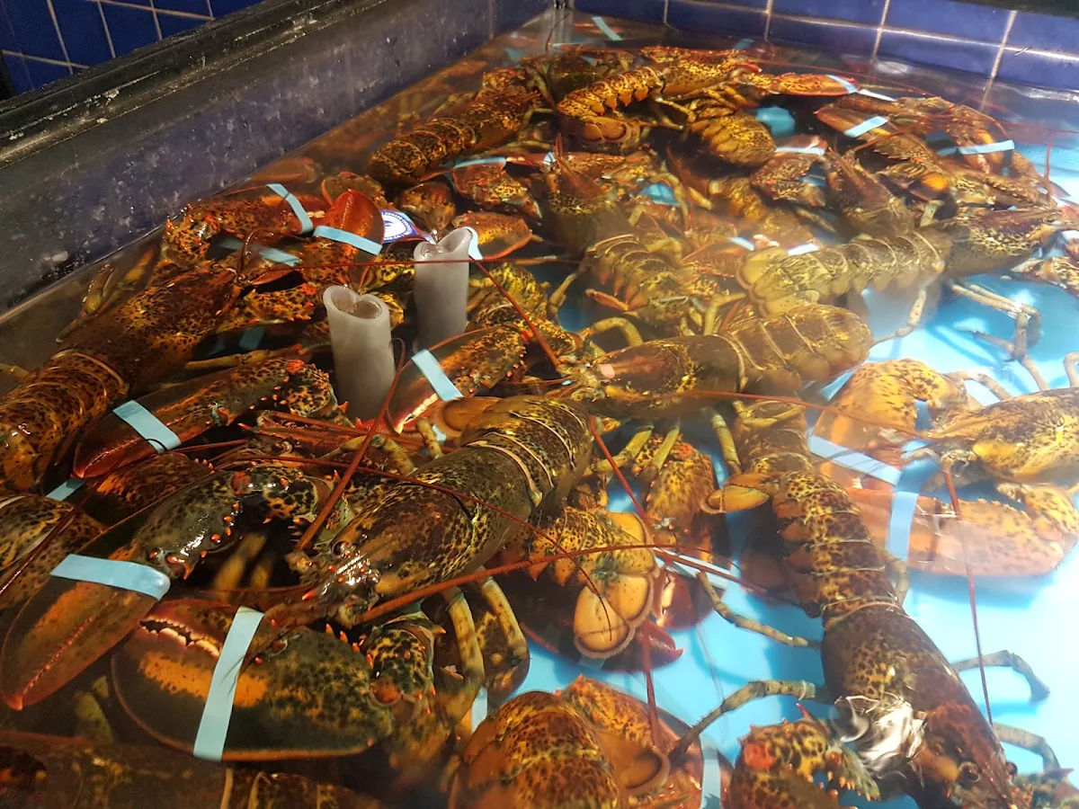 Lobster