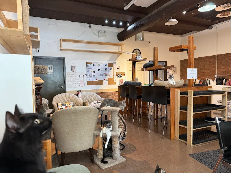 The Purrfect Cup Cat Cafe