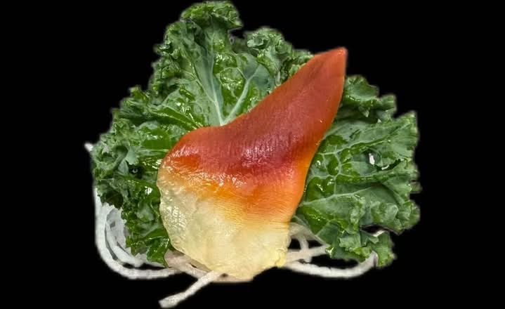 Surf Clam SA(6pcs)