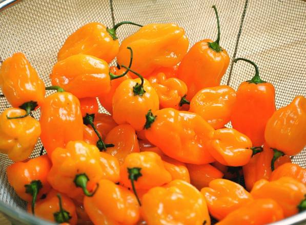 Side of Habanero Sauce